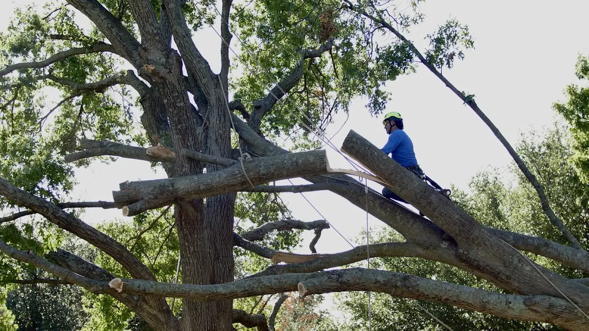 Professional Hazardous Tree Removal performed by certified arborists in Coleman