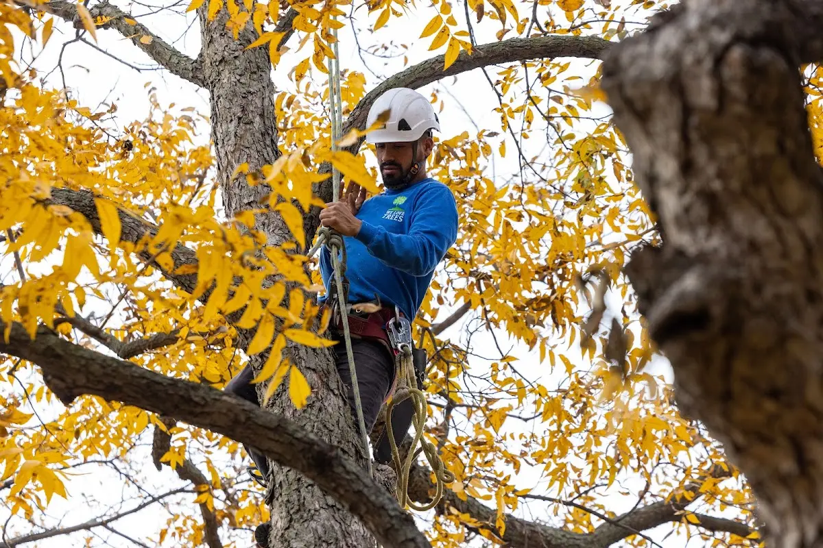 Skilled Tree Trimming crew working in Coleman