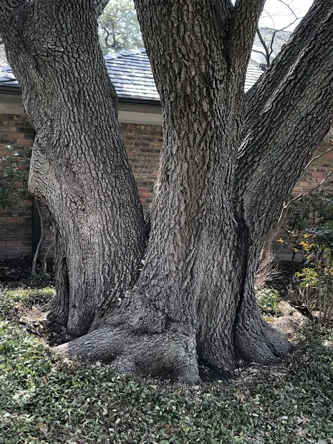 Mature heritage tree close to a Coleman property cared for by certified arborists